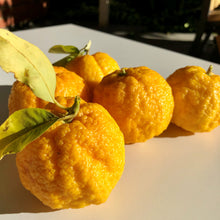 Load image into Gallery viewer, Just Bush Lemon