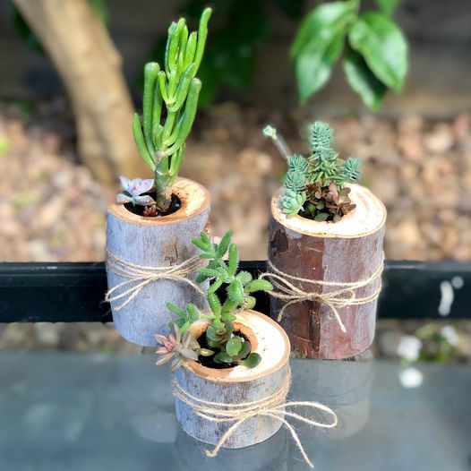 Succulent Pot- planted